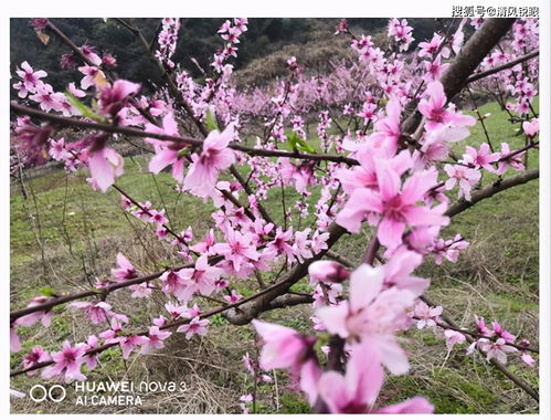 桃花引来小黄蜂是什么戏曲